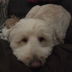 Meet your Posher, Lindsey